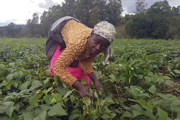 beans farming in kenya