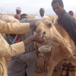 camel brucellosis investigation
