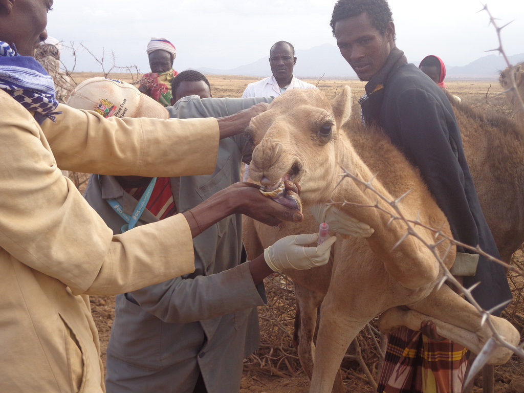 camel brucellosis investigation