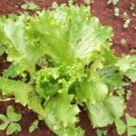 lettuce kenneth farm