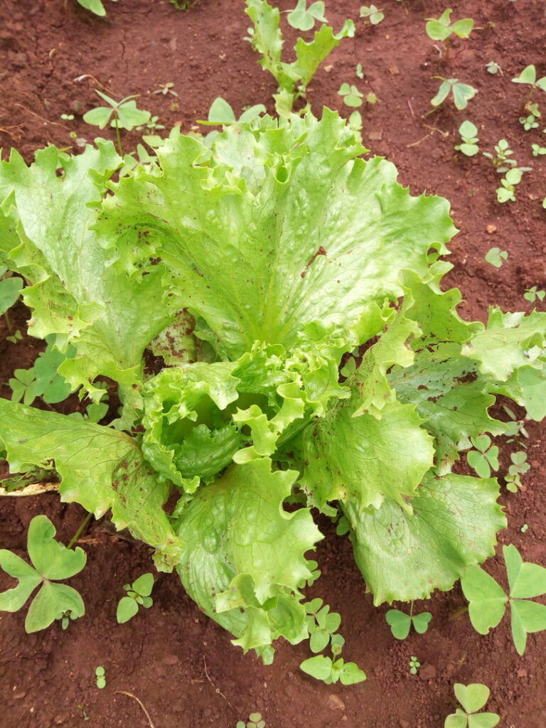 lettuce kenneth farm