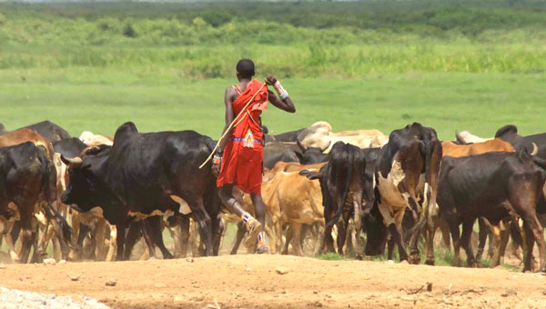 livestock pastoralists maasai