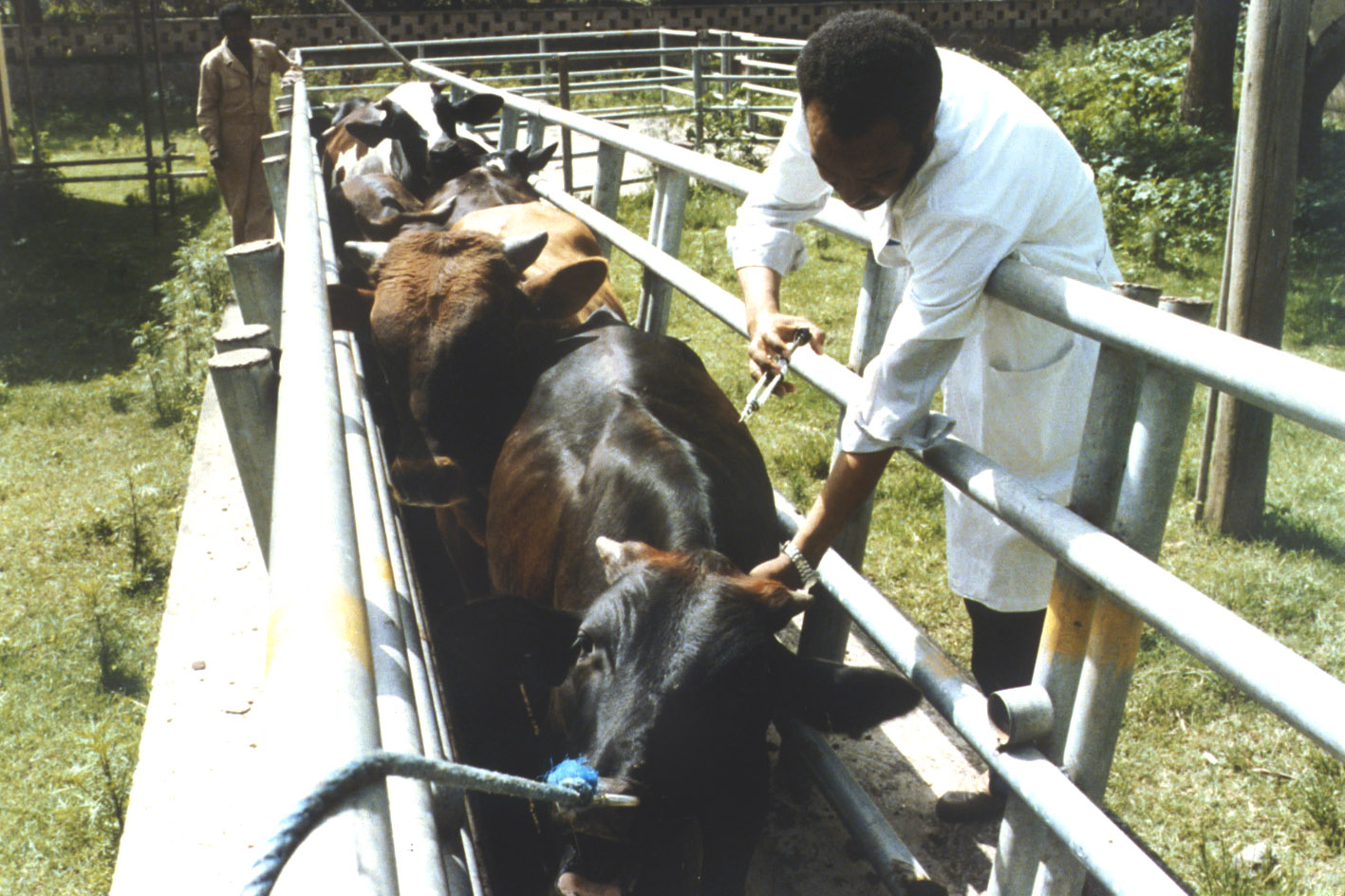 livestock vaccination