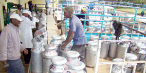 milk delivery