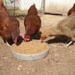 poultry chicken feed