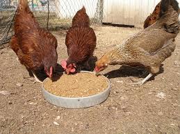 poultry chicken feed