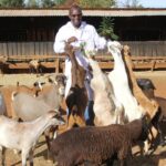 sheep goats