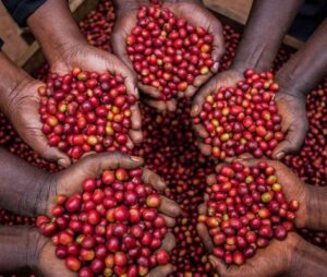 Coffee Cherries