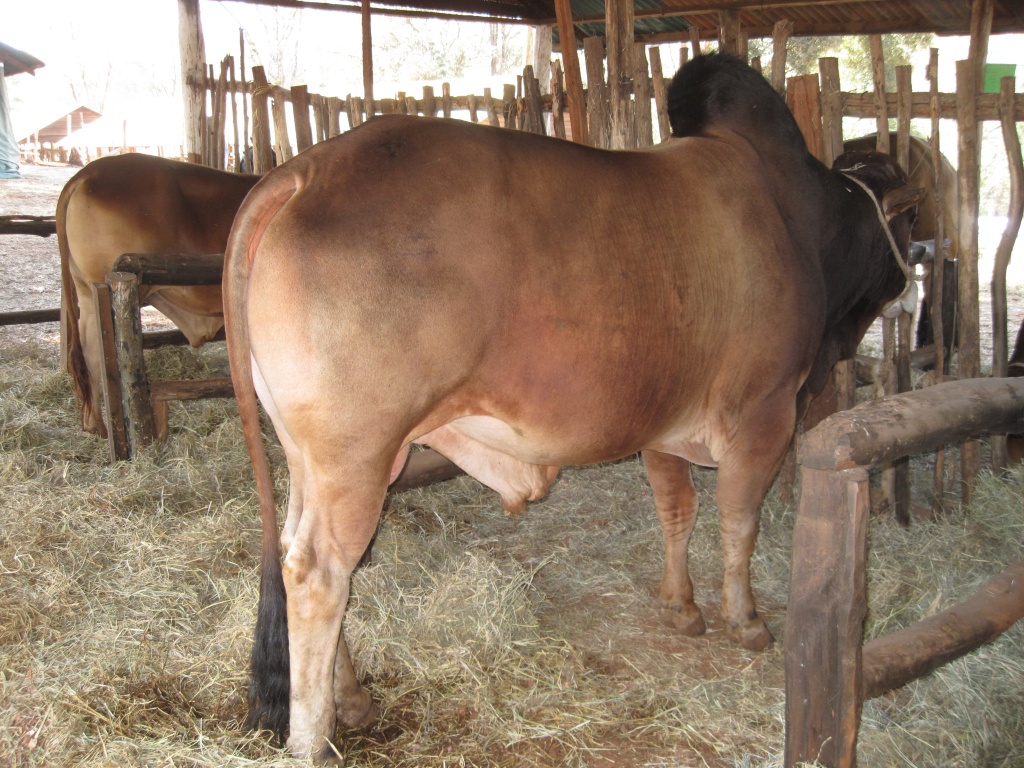 Livestock Nairobi International Trade Fair bull