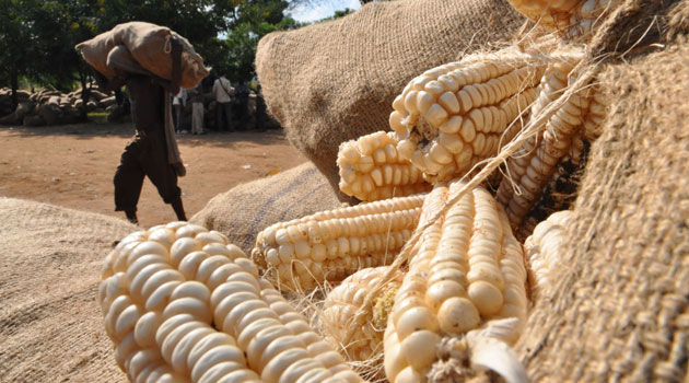 Maize farming and production in Africa