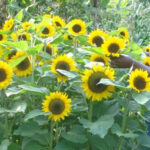 Sunflower Farming in Kenya
