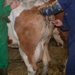 artificial insemination in dairy cows