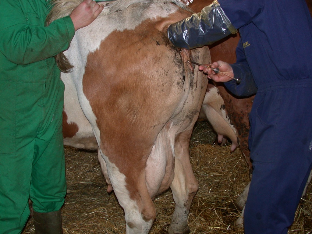 artificial insemination in dairy cows