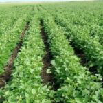 High yielding drought resistant bean variety that matures in two months is ready for market