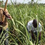 cane farmer