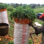 carrot kenya
