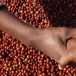 coffee buying in kenya