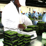 export peas