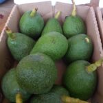 fuerte avocado variety packed