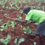 kales sukumawiki farmer
