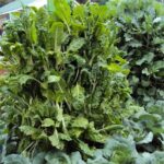 multistorey garden