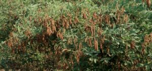 pigeon peas