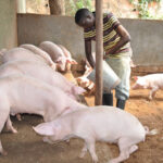 pigs