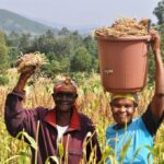 Sorghum photo by One Acre Fund
