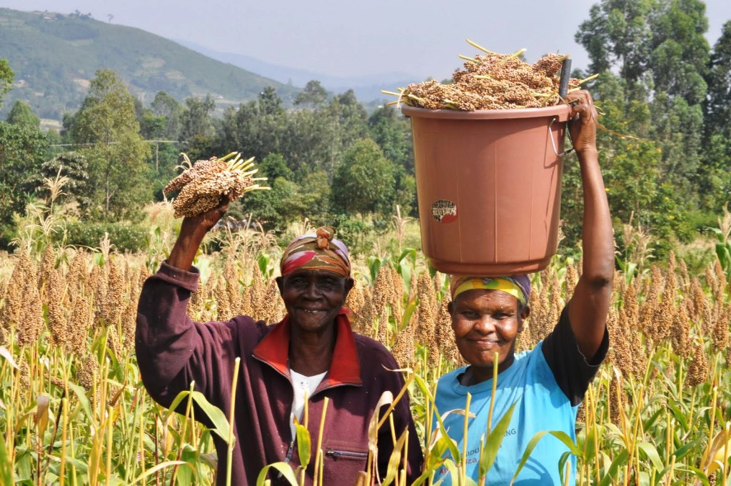 Sorghum photo by One Acre Fund