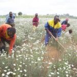 africa business Kenya pyrethrum