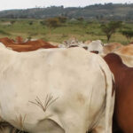 boran cattle