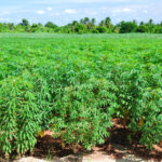 cassava plant field