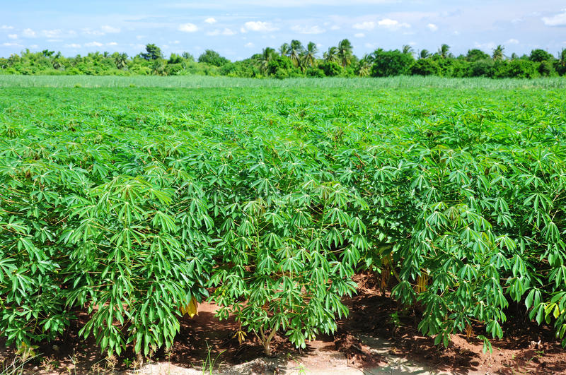 cassava plant field