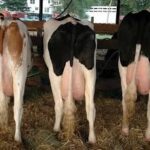 dairy cow milk