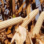 maize big