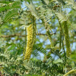 mathenge plant