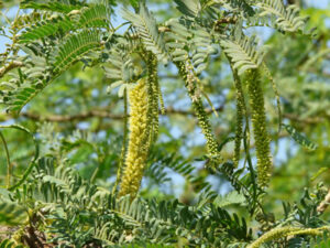 mathenge plant