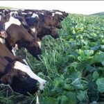 mixed farming