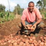 potato farming