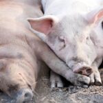 swine fever