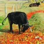 tomato cow