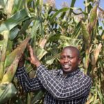 DN Eld Maize 2109a.JPG.JPG