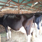 Friesian dairy cows
