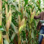Hybrid maize in Kenya