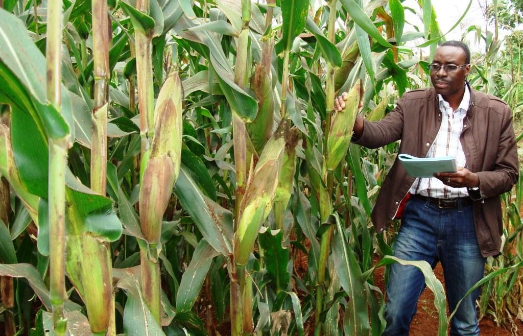 Hybrid maize in Kenya