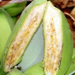 Scientists breakthrough brings hope for banana resistance breeding to deadly bacterial wilt disease