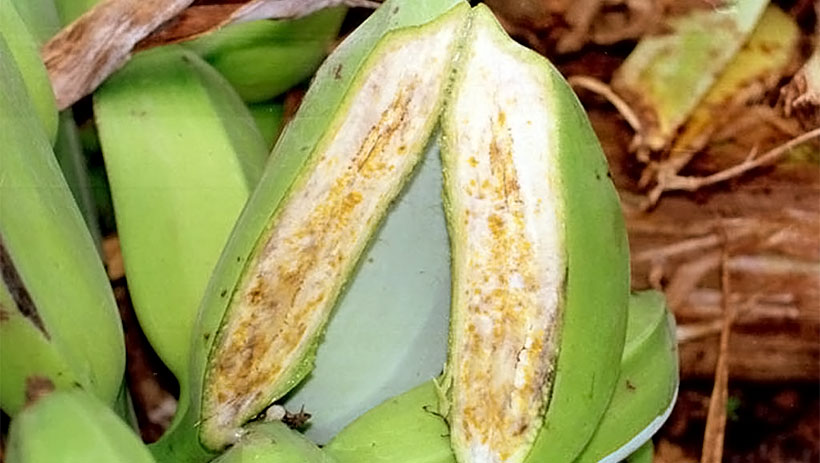 Scientists breakthrough brings hope for banana resistance breeding to deadly bacterial wilt disease