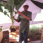 Zelena fertiliser increas kales growth