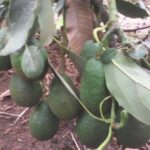 avocado fruits tree