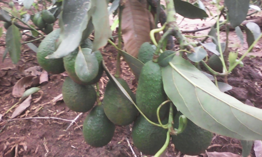 avocado fruits tree